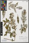 Foto von Salix triandra subsp. amygdalina (L.) Schübl. & G. Martens